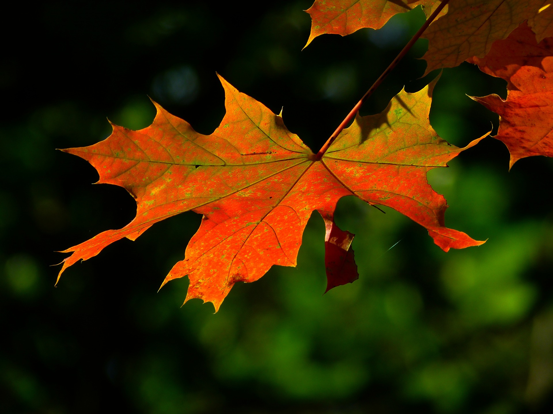 Öffnungszeiten während der Herbstferien 2014